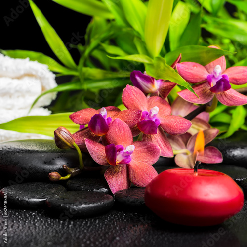 spa concept of blooming twig red orchid flower  phalaenopsis  ba