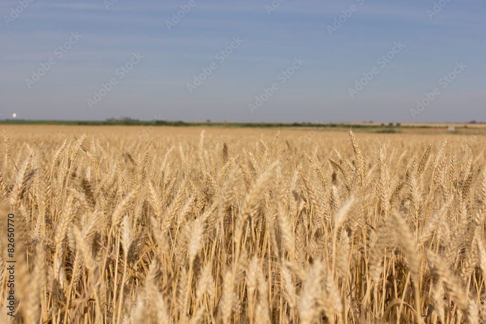 campos de trigo