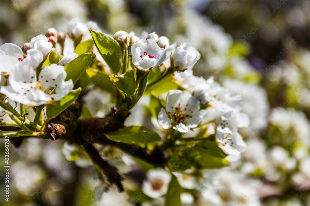 kirschblüten kirschblüten