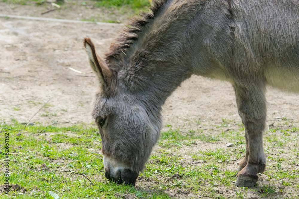 Hausesel (Equus africanus f. asinus) am futtern Hausesel (Equus africanus f. asinus) am futtern