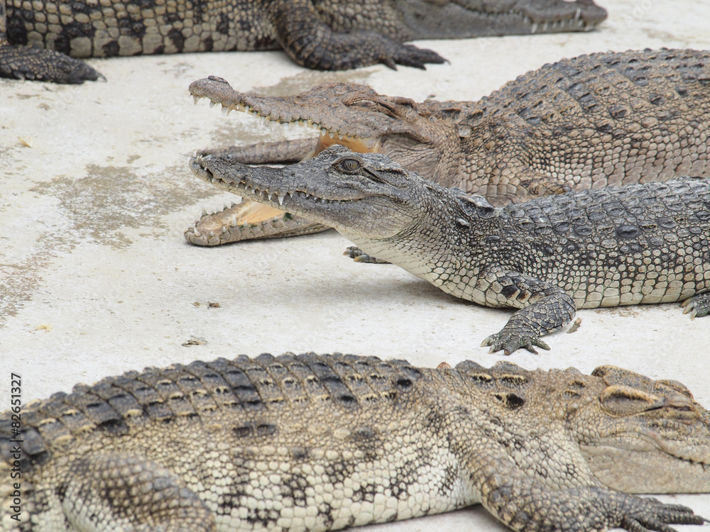 Fototapeta premium Crocodiles close up in Thailand