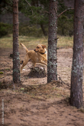 Labrador between trees