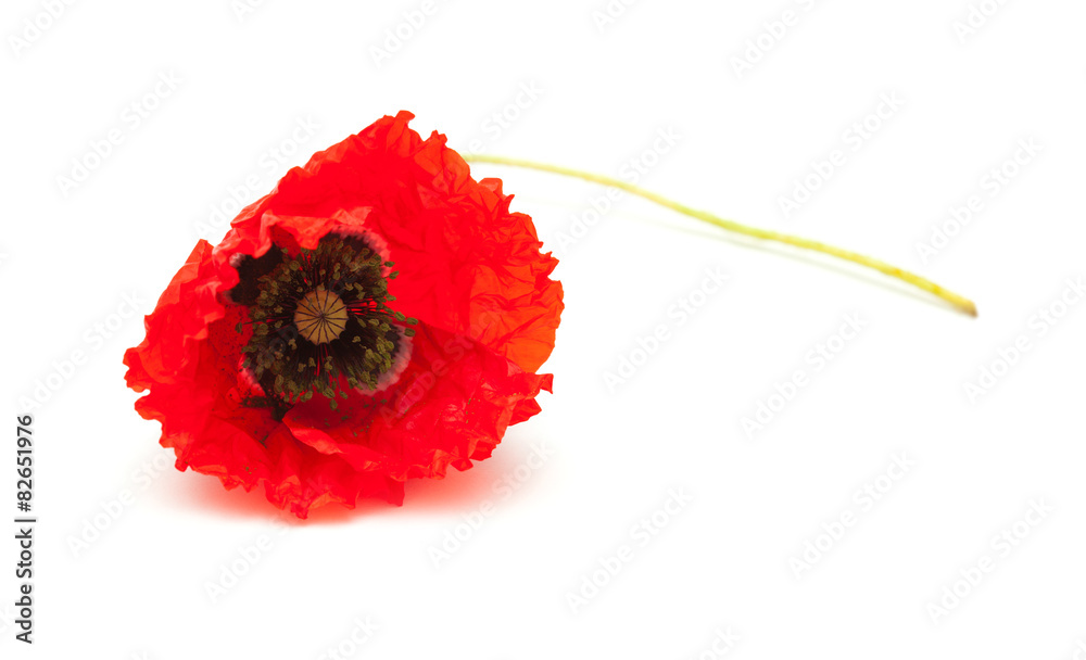 Obraz bring red poppy on white surface