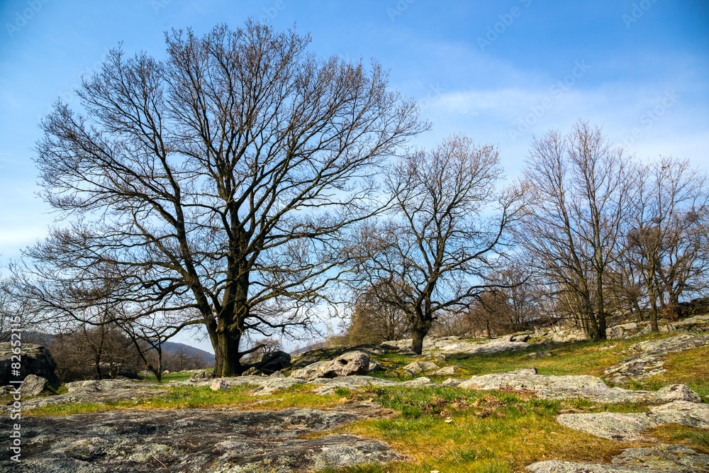 Oak trees on green meadow at a spring day Oak trees on green meadow at a spring day