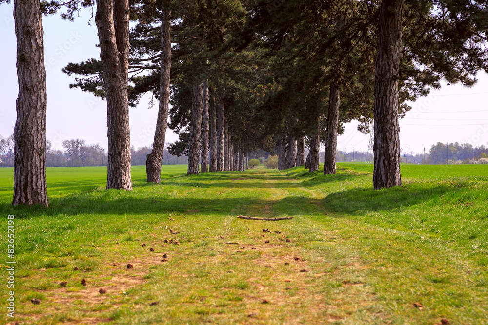 Obraz premium tree alley in summer with footpath