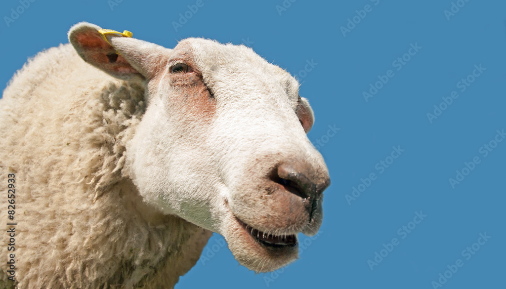 Fototapeta premium Close up of Sheep head