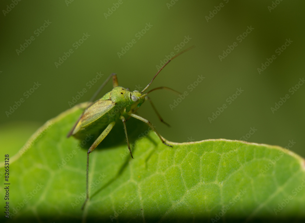 Fototapeta premium Tarnung ist alles, grüne Wanze auf grünem Untergrund