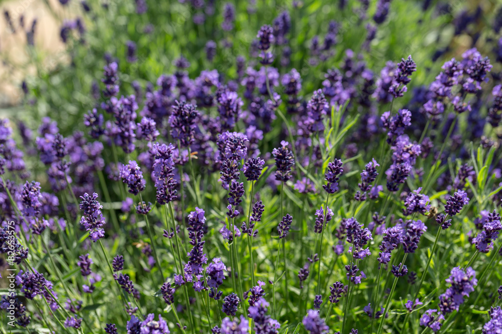 Garden with the flourishing lavender Garden with the flourishing lavender