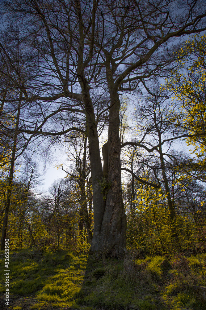 Obraz premium Tall tree in a forrest opening