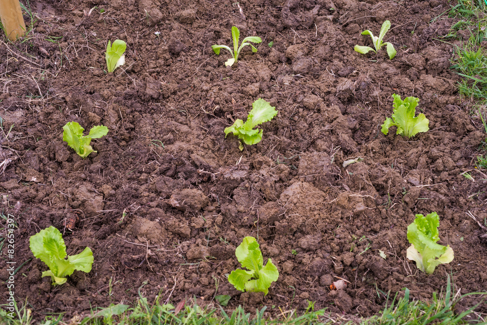 Insalata talea, sviluppo curare, agricoltura Insalata talea, sviluppo curare, agricoltura