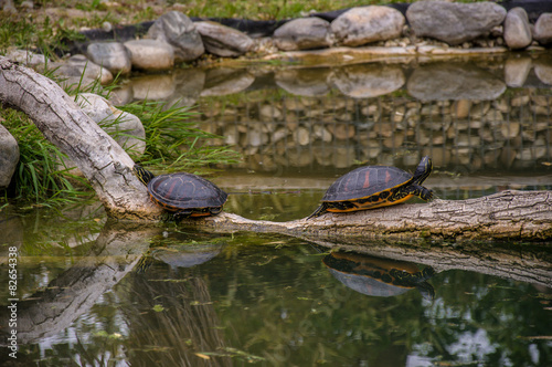 Turtles in Hirschstetten Botanical Gardens, Vienna