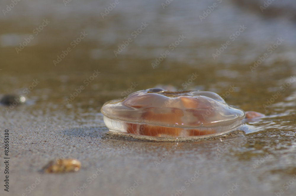 Qualle,Ohrenqualle in der Ostsee. Qualle,Ohrenqualle in der Ostsee.