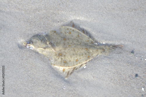 Eine Scholle oder Plattfisch nach dem Fang durch eine Möwe. photo