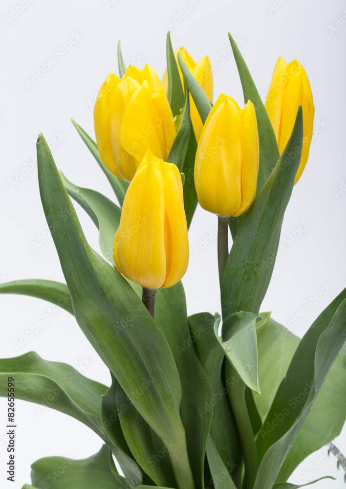 Flower bouquet from yellow tulips Flower bouquet from yellow tulips