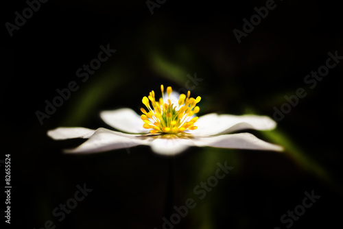Wood anemone in side view i...