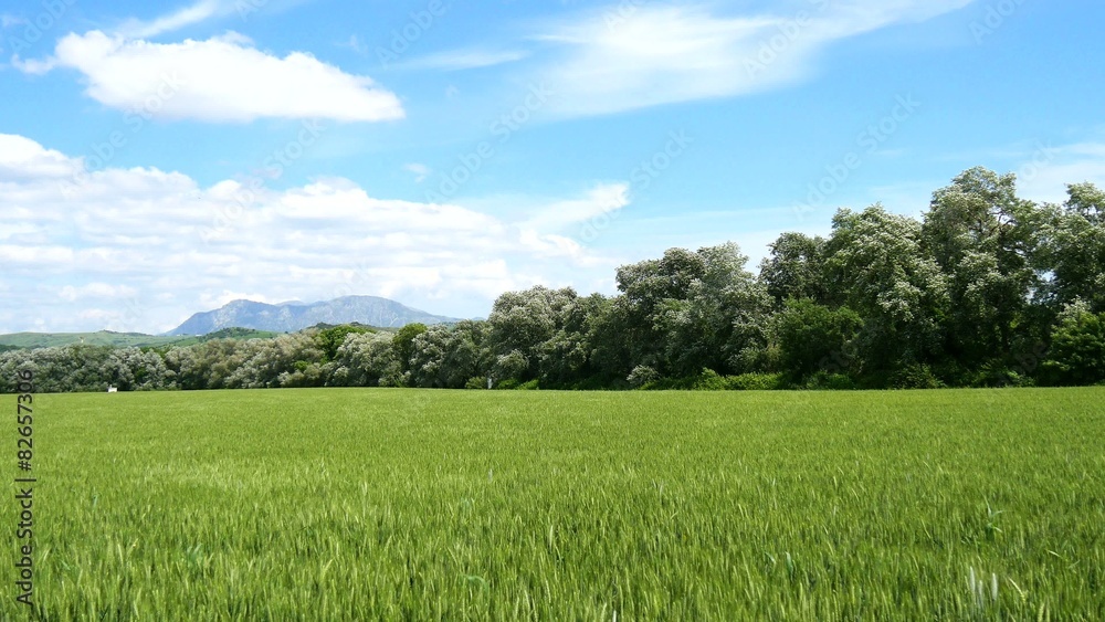 Natural landscape, valley, unripe wheat hardvest Natural landscape, valley, unripe wheat hardvest
