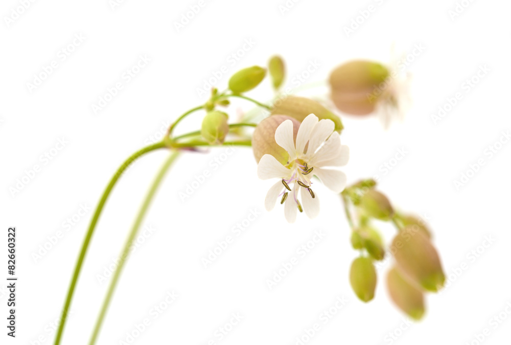 Naklejka premium Silene vulgaris lub bladder campion