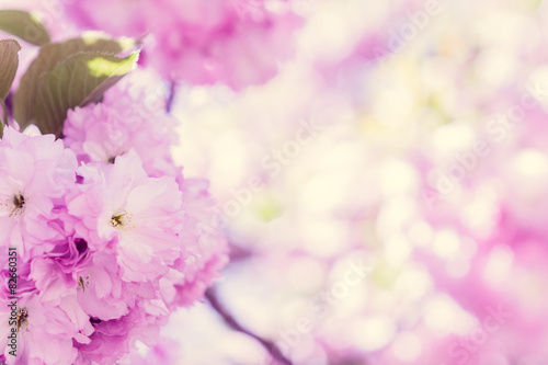 Cherry blossom © ehaurylik