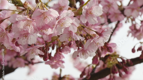 Variation of blooming cherry blossoms in blue skies. photo