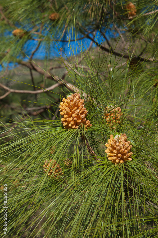 Pinus canariensi, Canarian Pine Pinus canariensi, Canarian Pine