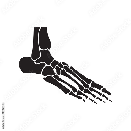 foot bones