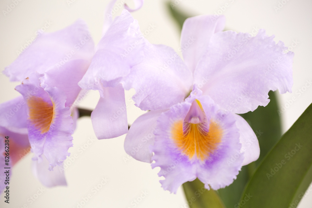 Obraz premium カトレアの花