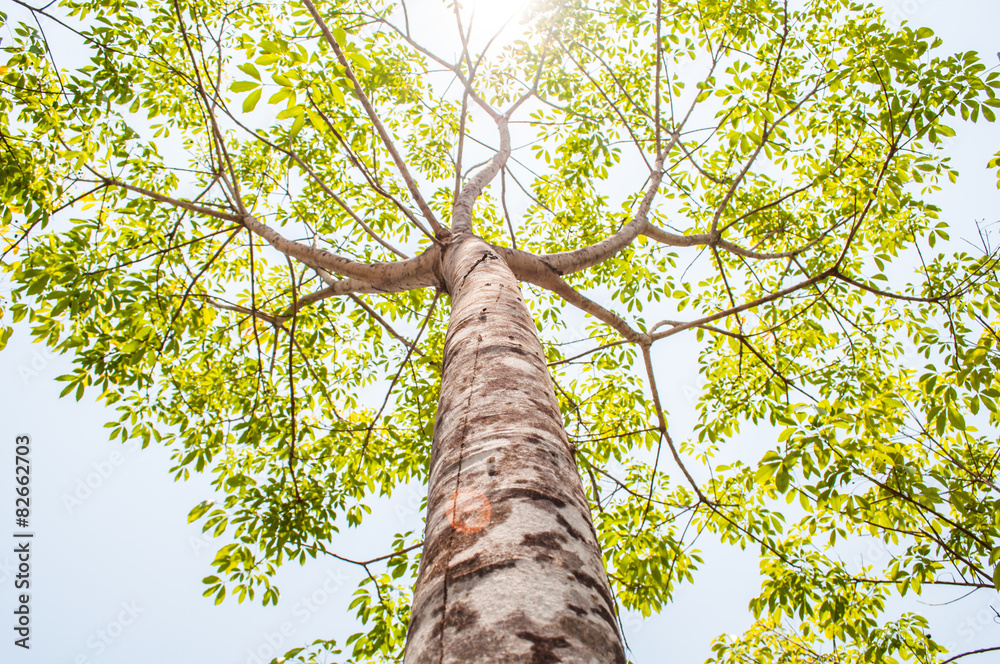 Fototapeta premium Under trees rubber plantation with blue sky background.