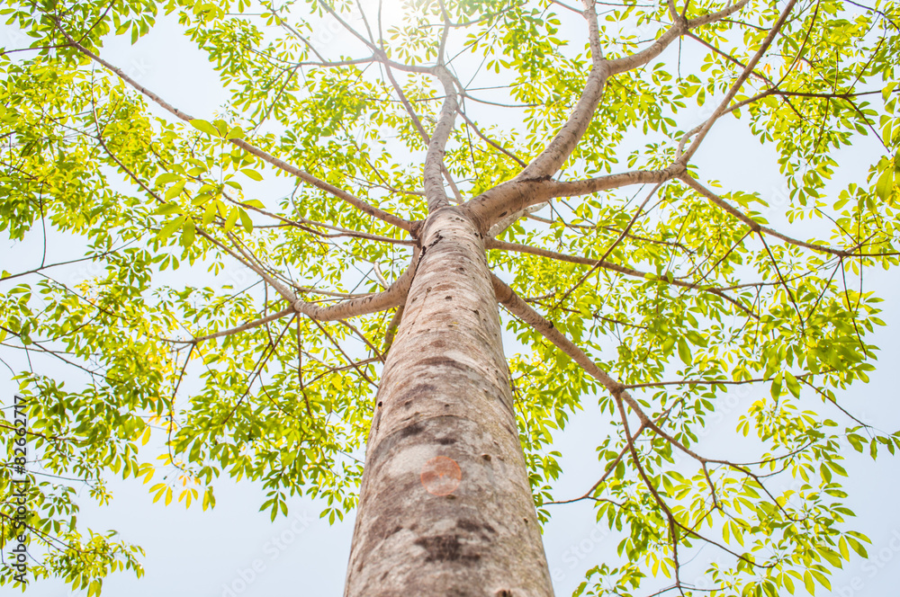 Fototapeta premium Under trees rubber plantation with blue sky background.