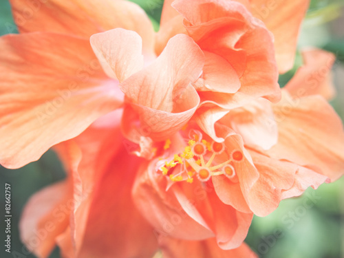 Hibiscus flower closeup