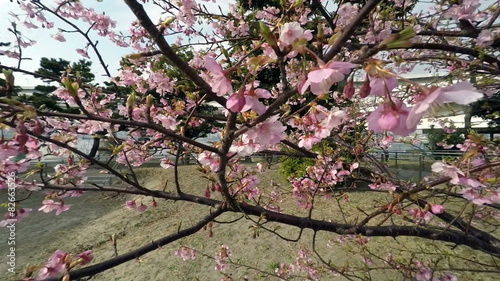 Variation of blooming cherry blossoms in blue skies. photo