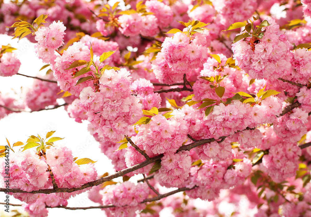 Cherry blossom in springtime, beautiful pink flowers. Sakura Cherry blossom in springtime, beautiful pink flowers. Sakura