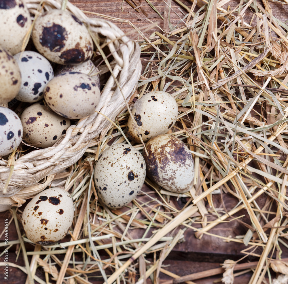 Obraz premium quail eggs