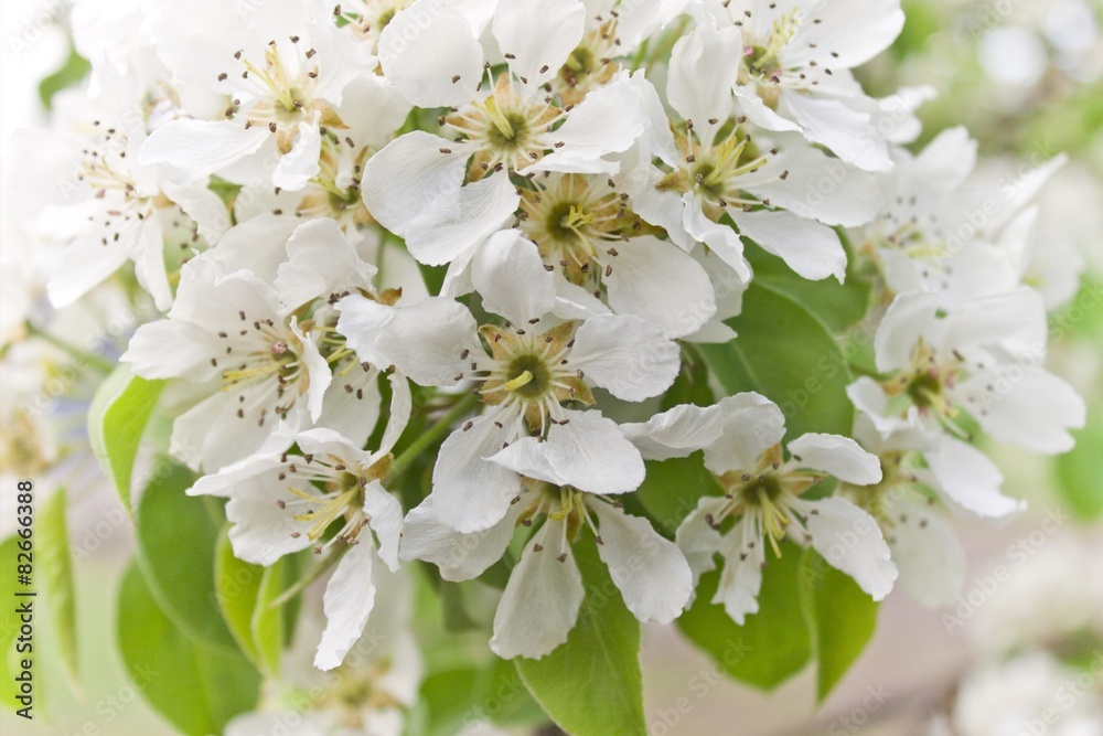 Obraz premium Flowers on a tree blossomed. 