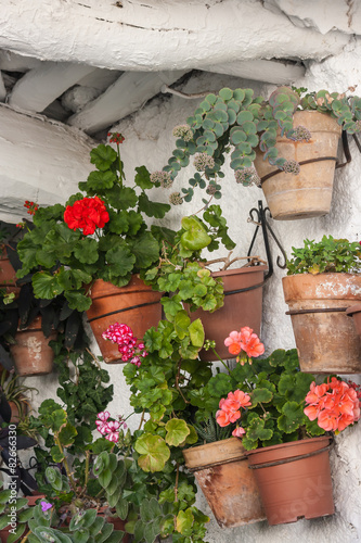 houseplants in pots hanging on whitewashed wall
