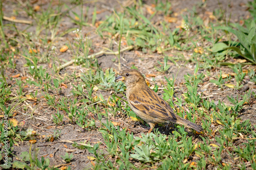 A Vesper Sparrow is walking on the grass photo