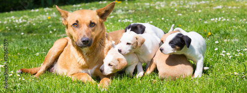 Mixed-breed cute little dog family. photo