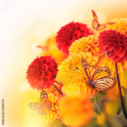 Fototapeta Naklejka Na Ścianę i Meble -  Colorful autumn chrysanthemums with flares, butterfly