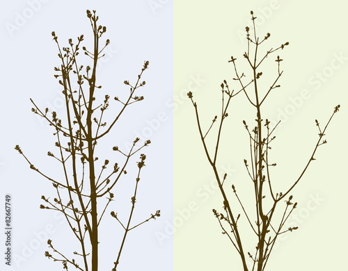 saplings