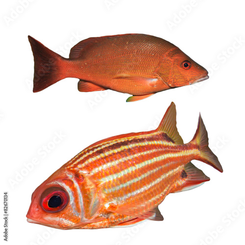 Red Snapper fish and Squirrelfish isolated white background