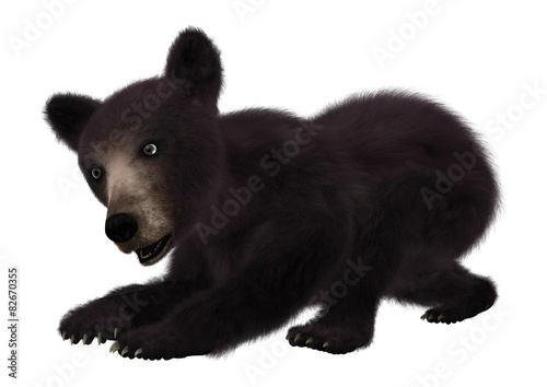 Black Bear Cub © photosvac