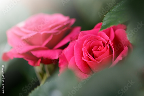 薔薇