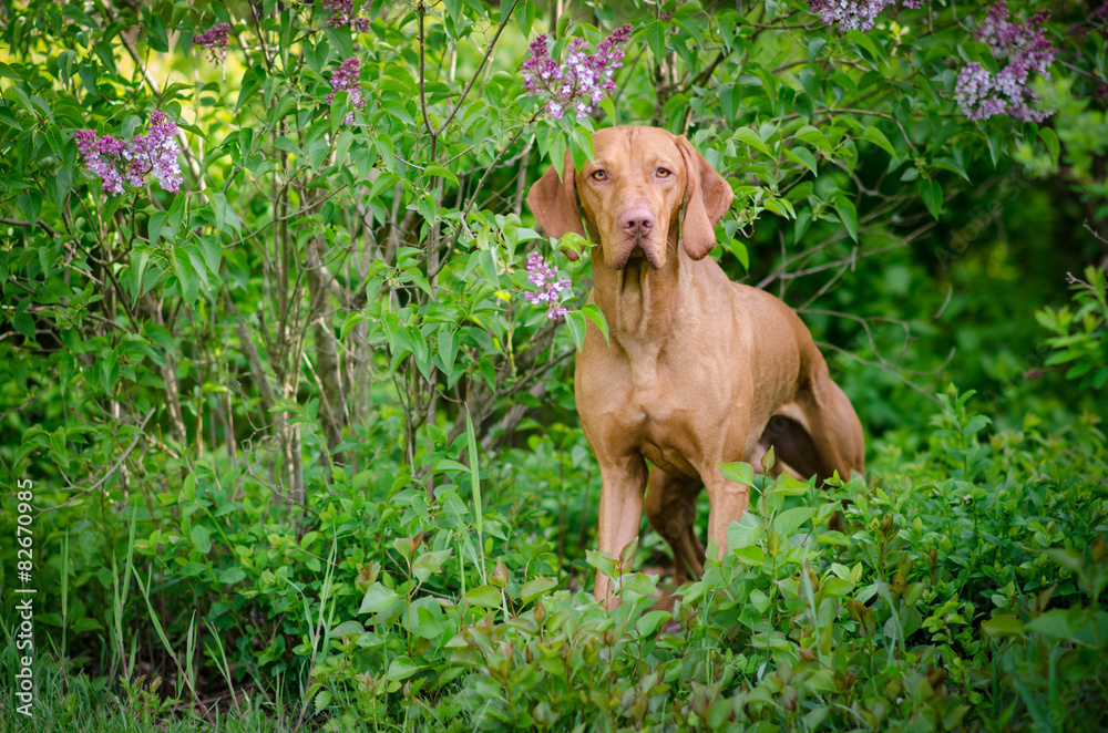 Vizsla Vizsla