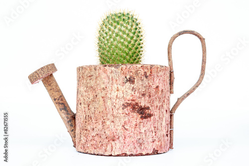 cactus in pots on White background and isolated