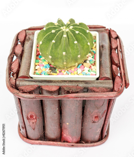 cactus in pots on White background and isolated
