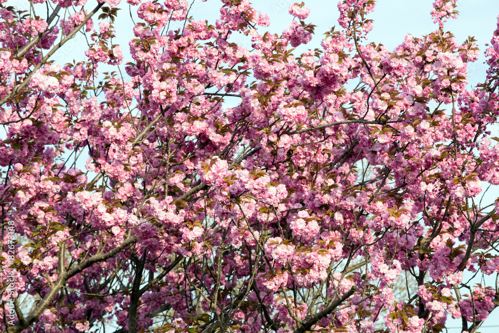Almond tree / Almond tree at spring time Almond tree / Almond tree at spring time