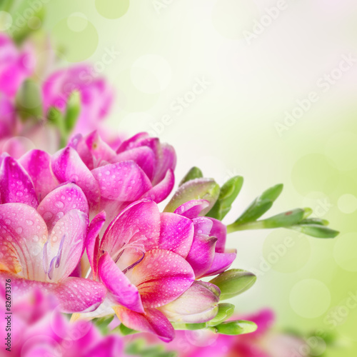 Pink flowers on green blurred background