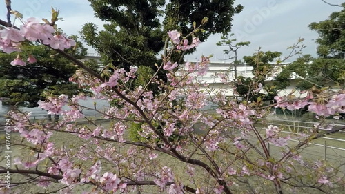 Variation of blooming cherry blossoms in blue skies. photo