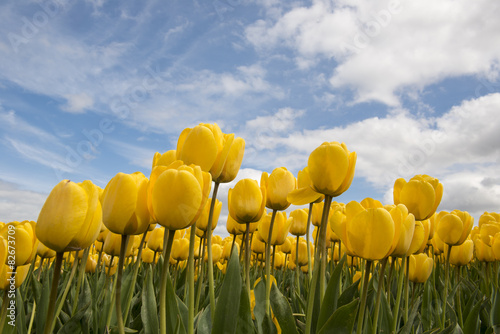 Fototapeta Naklejka Na Ścianę i Meble -  Tulips in the Dutch Noordoostpolder
