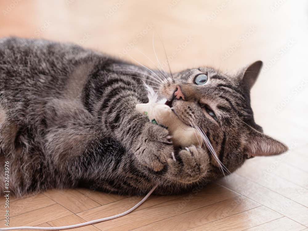 Grau getigerter Kater spielt in einer Wohnung StockFoto Adobe Stock