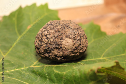 tubero tartufo prodotto del sottobosco photo